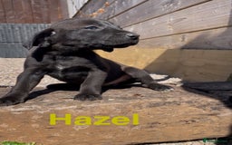 Mixed Breed dogs for sale: Stunning DNA heath test Collie x Hungarian Viszla - Image 22
