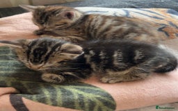 Domestic Shorthair cats for sale: Four tabby kittens for sale  - Advert 8