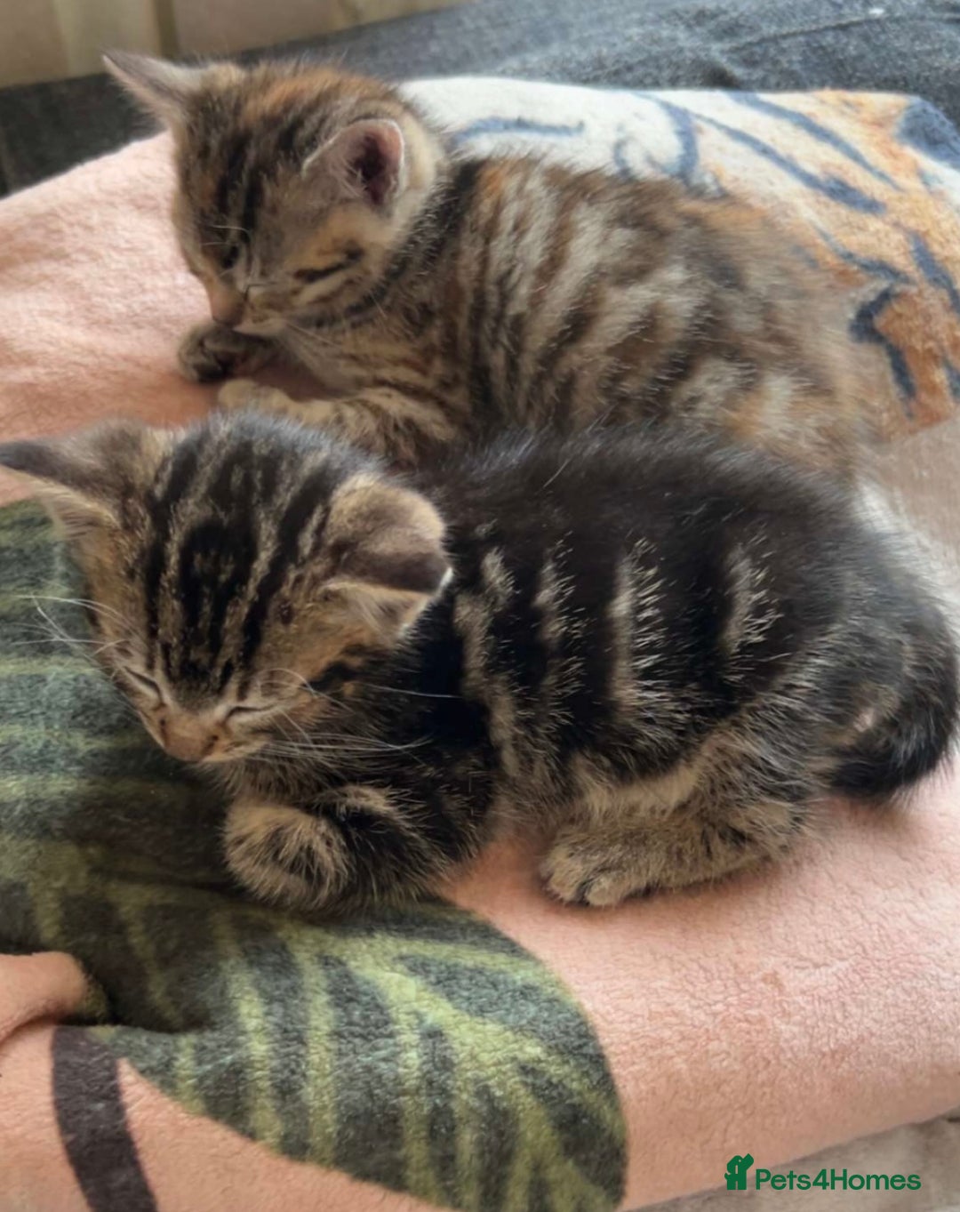 Domestic Shorthair cats for sale: Four tabby kittens for sale  - Advert 8