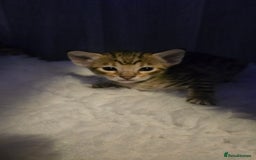 Savannah cats for sale: TICA Registered F8 savannah kittens  - Image 18