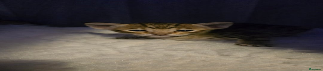 Savannah Kitten 1