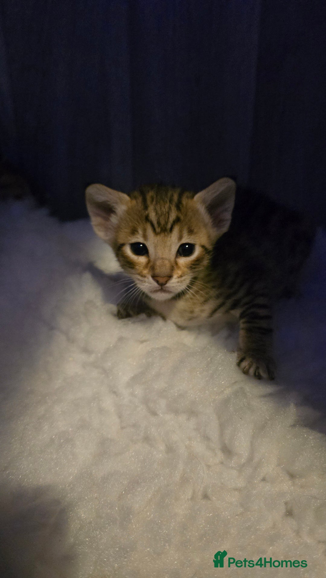 Savannah cats for sale: TICA Registered F8 savannah kittens  - Image 18