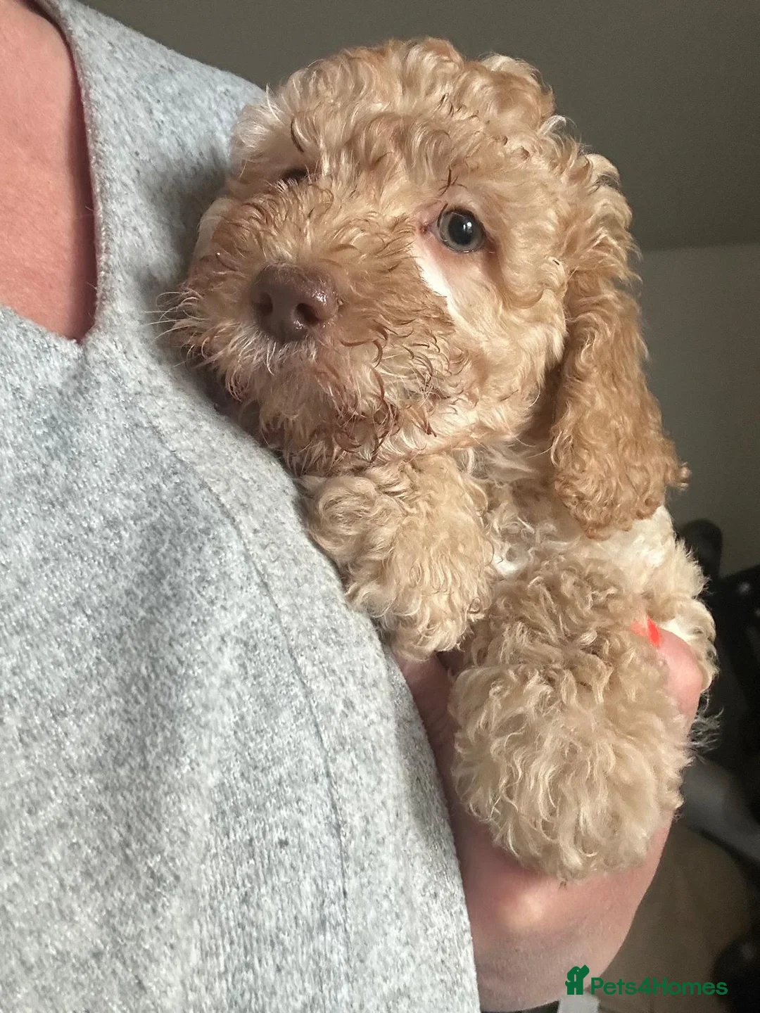 Australian Labradoodle dogs for sale: Miniature Australian Labradoodle Puppies READY May - Advert 1