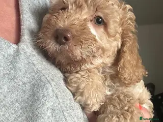 Australian Labradoodle dogs for sale: Miniature Australian Labradoodle Puppies READY May - Advert 1