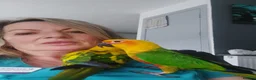 Conures birds for sale: Jenday conure - Advert 5