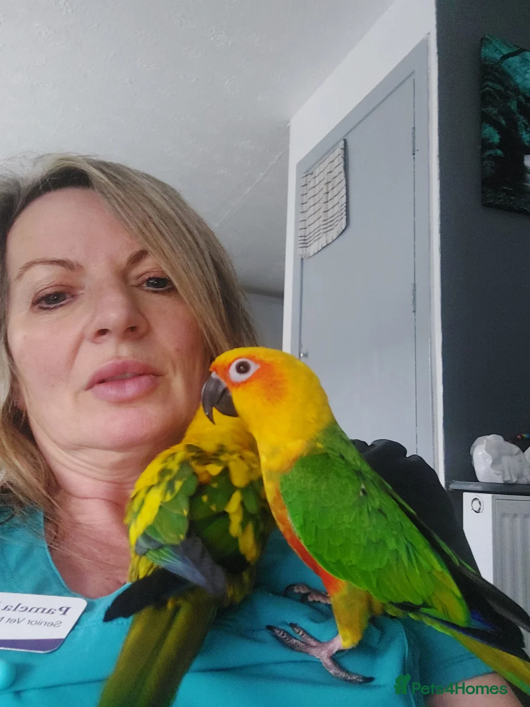 Conures birds for sale: Jenday conure - Advert 5