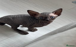 Sphynx cats for sale: 3 beautiful sphynx kittens  - Image 3