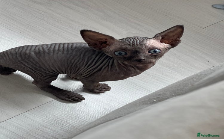 Sphynx cats - Advert 1