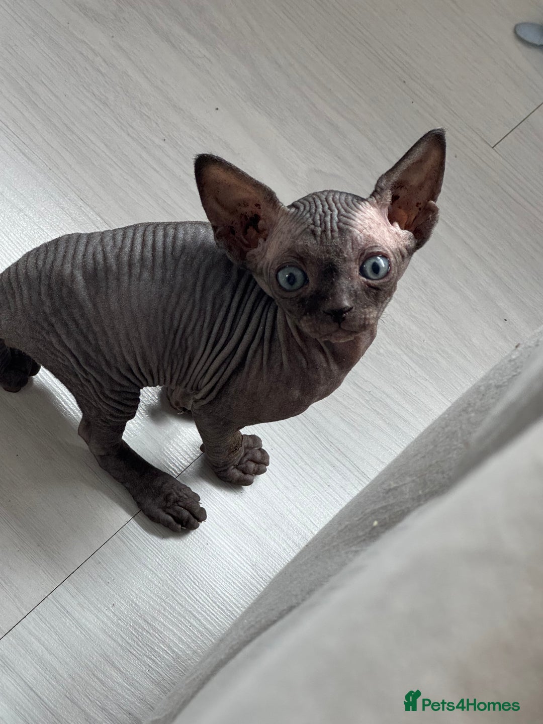 Sphynx cats for sale: 3 beautiful sphynx kittens  - Image 3