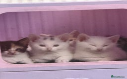 Khao Manee cats for sale: Beautiful 2 male and 2 female kittens  - Image 1