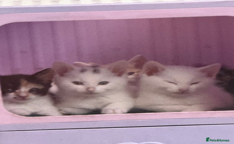 Khao Manee cats - Advert 1
