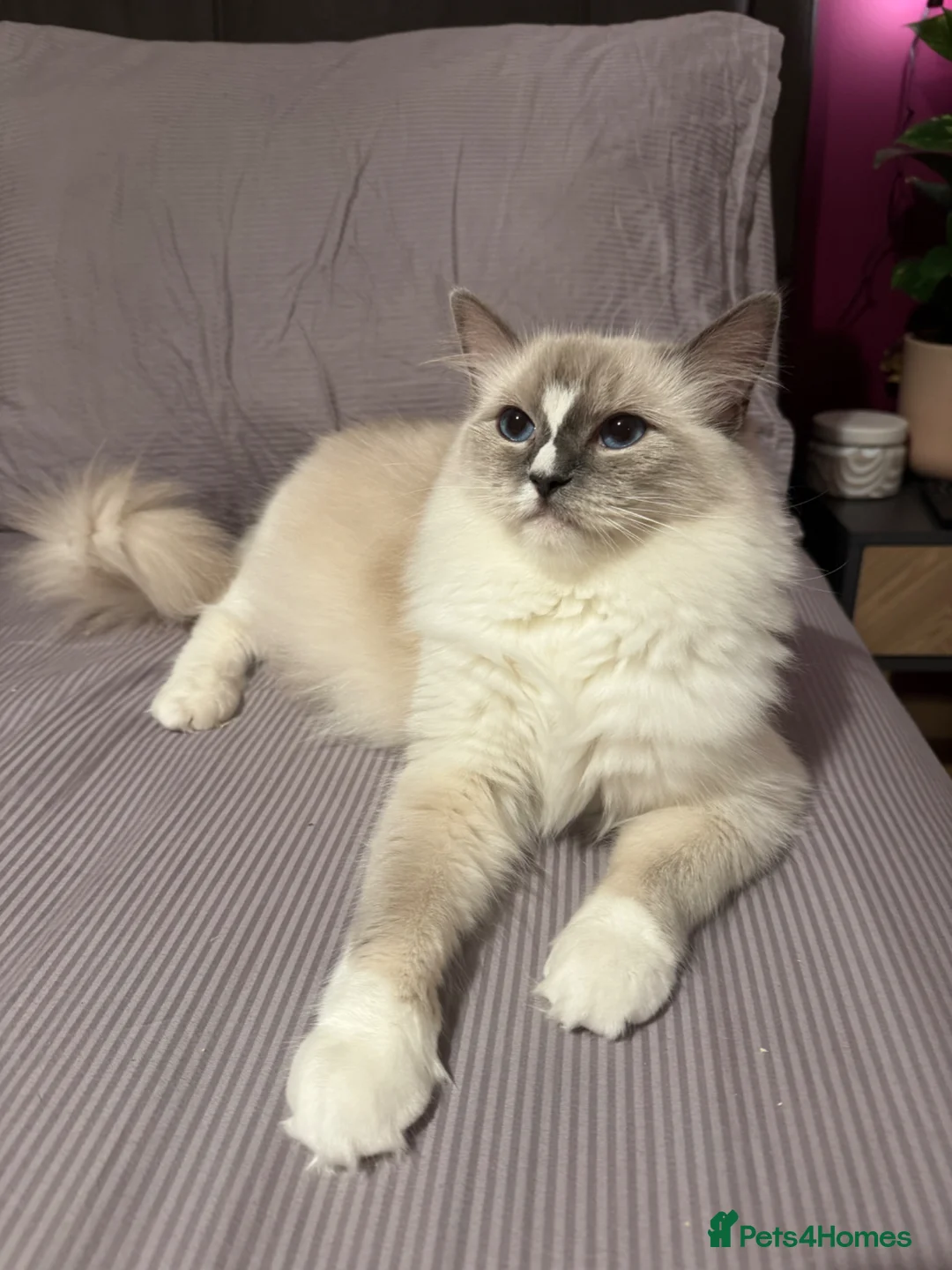 Ragdoll cats for sale: Female ragdoll  - Advert 2