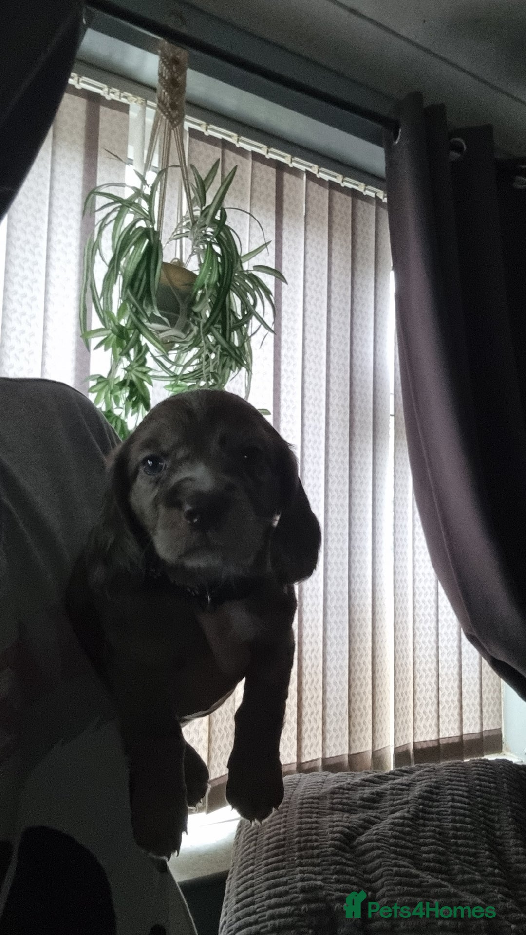 Mixed Breed dogs for sale: Docker  - Image 8