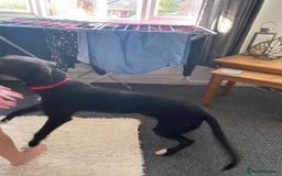 Lurcher dogs for sale: Lurcher dog for sale - Image 4