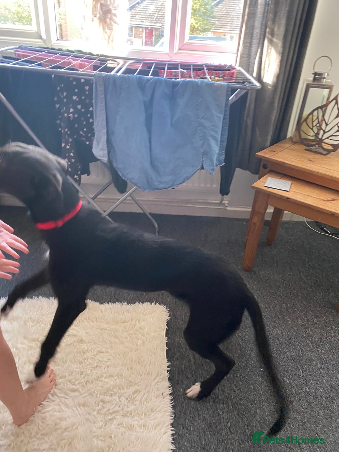 Lurcher dogs for sale: Lurcher dog for sale - Image 4