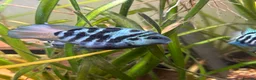 Cichlids fish for sale: DISCOUNT - POLAR BLUE CICHLIDS FRY - Advert 11
