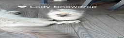 Ragdoll cats for sale: GCCF Registered - 1 Blue Tabby Remaining  - Advert 27
