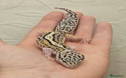 Leopard Gecko reptiles for sale: Leopard geckos babies various morphs  - Image 18