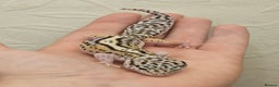 Leopard Gecko reptiles for sale: Leopard geckos babies various morphs  - Advert 15