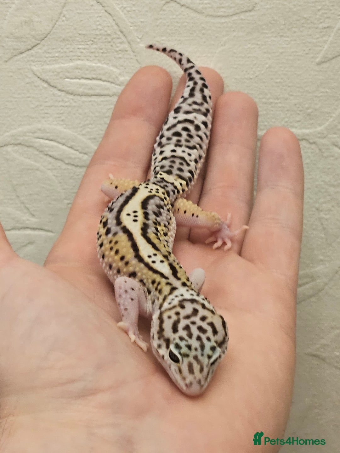 Leopard Gecko reptiles for sale: Leopard geckos babies various morphs  - Image 18