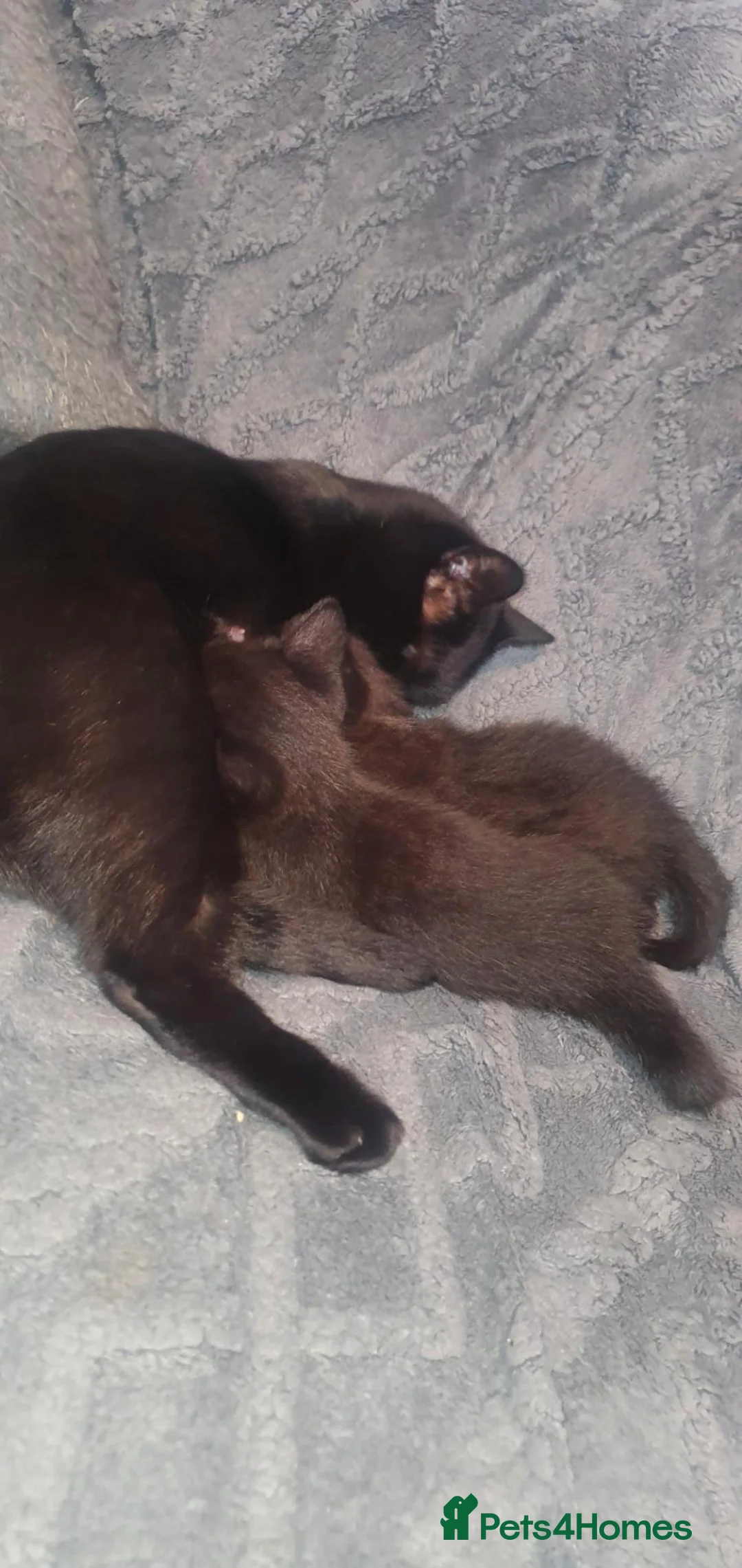 British Shorthair cats for sale: British Short hair x 2 Available - Advert 8