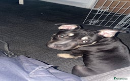 American Bully dogs for sale: 9 month American bully - Image 3