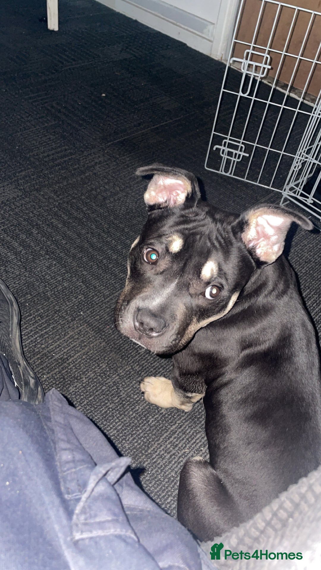 American Bully dogs for sale: 9 month American bully - Image 3