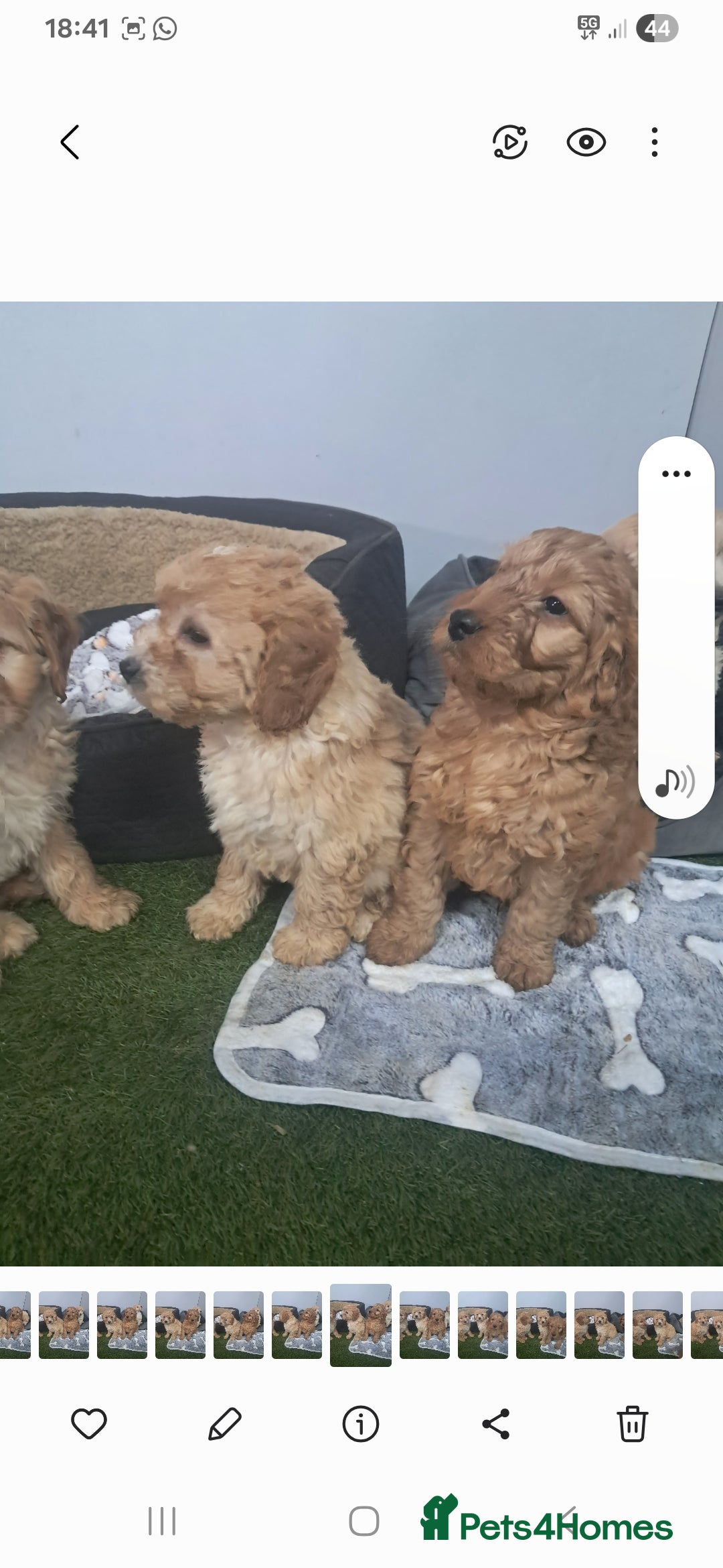 Cavapoo dogs for sale: Cavapoo pups - Advert 3