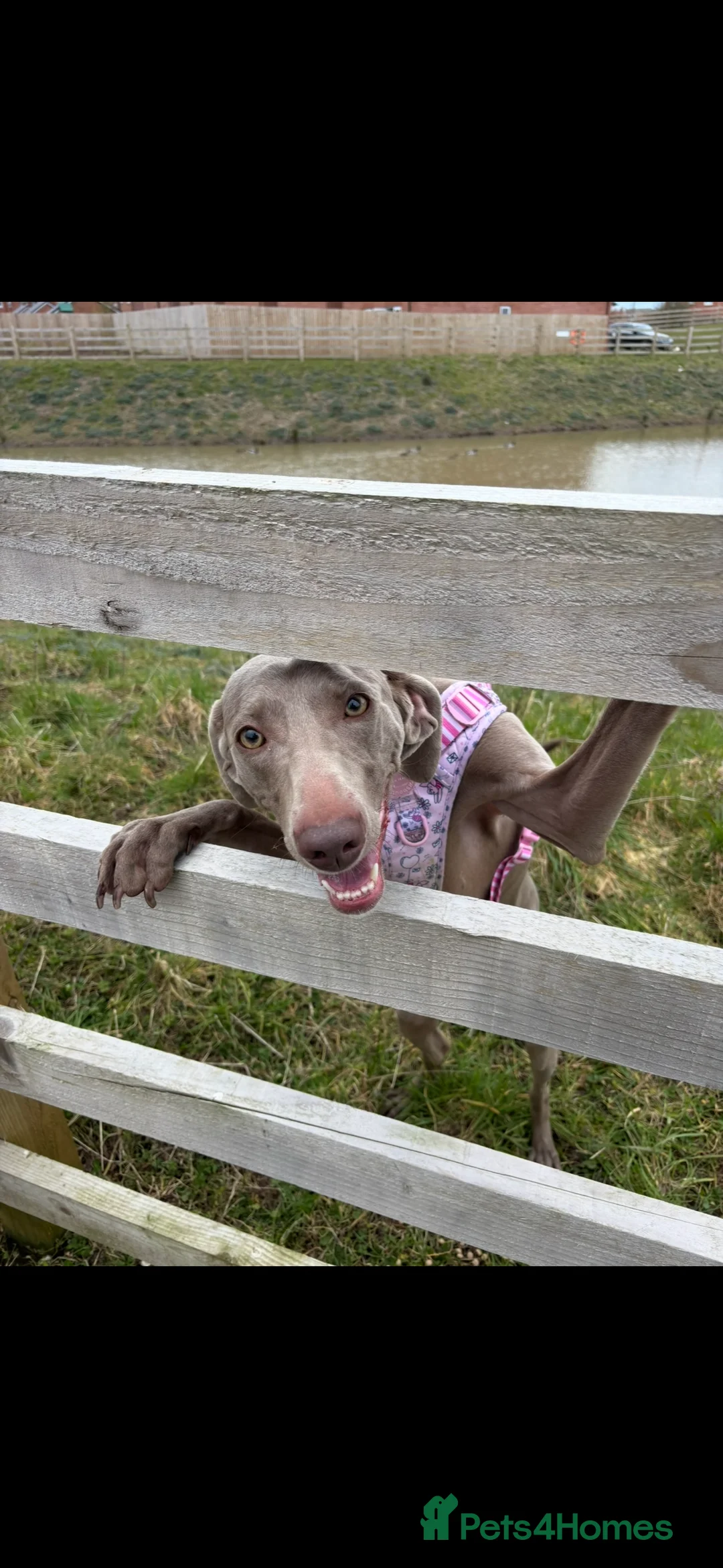 Weimaraner dogs for sale: Rehoming Weimaraner  - Advert 9