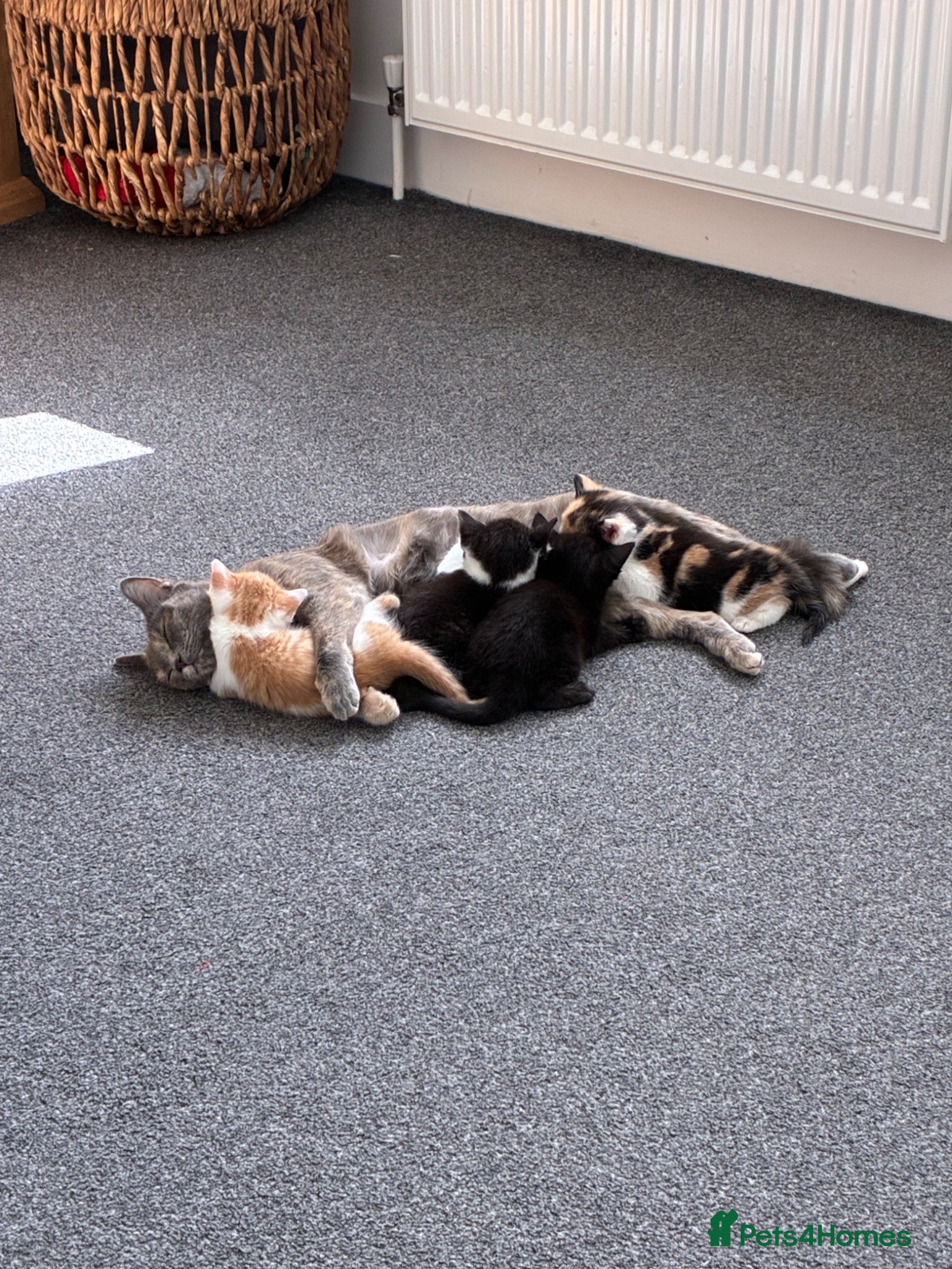 Mixed Breed cats Kittens for sale  - Advert 4