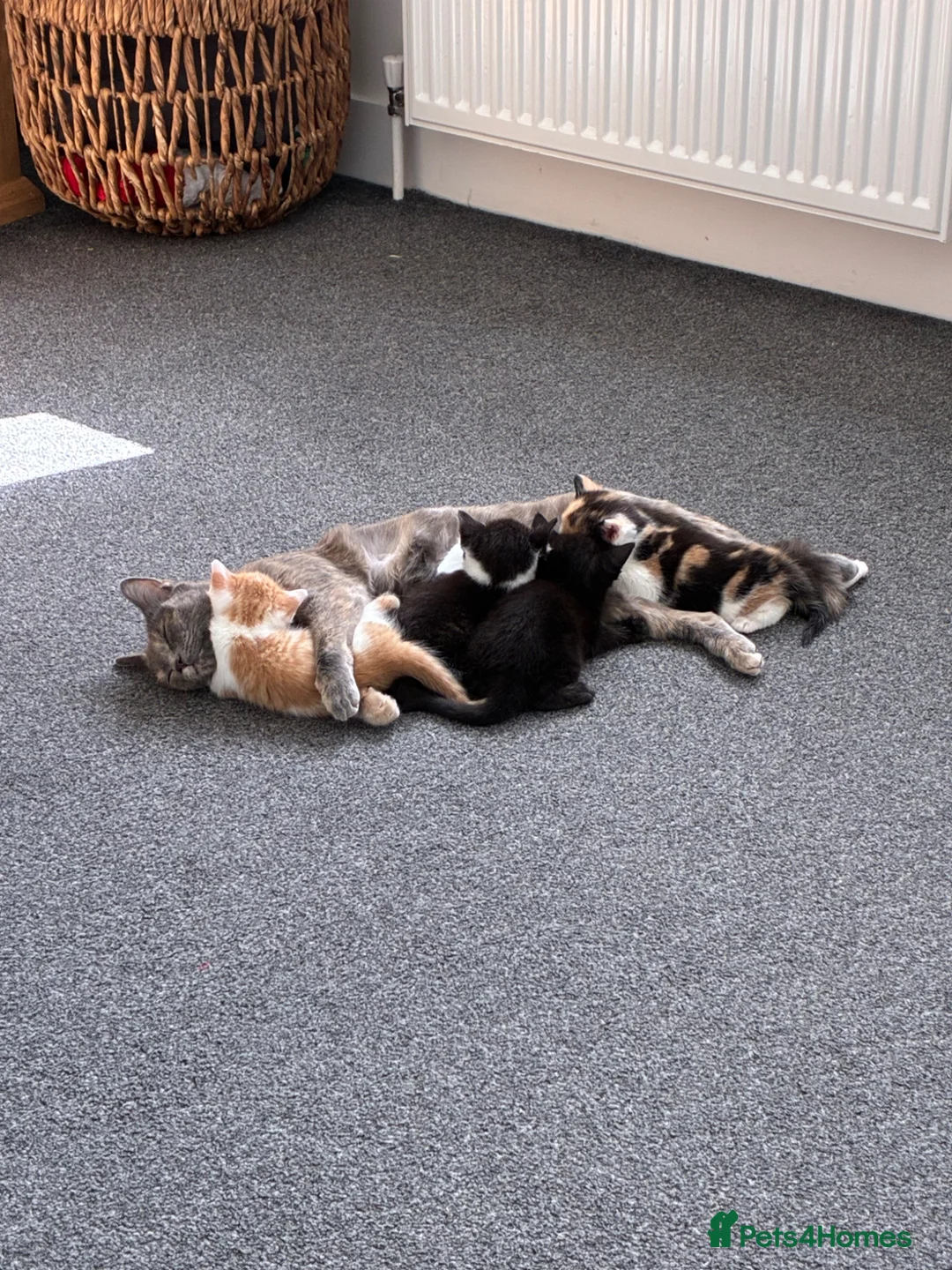 Mixed Breed cats for sale: Kittens for sale  - Advert 1