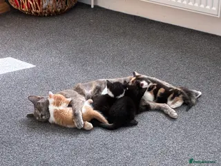 Mixed Breed cats Kittens for sale - Advert 4