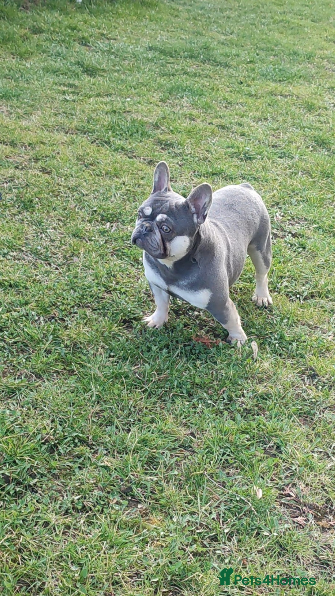 French Bulldog dogs for sale: ❤️ 🐶 beautiful French bulldog puppies ❤️🐶 - Image 10