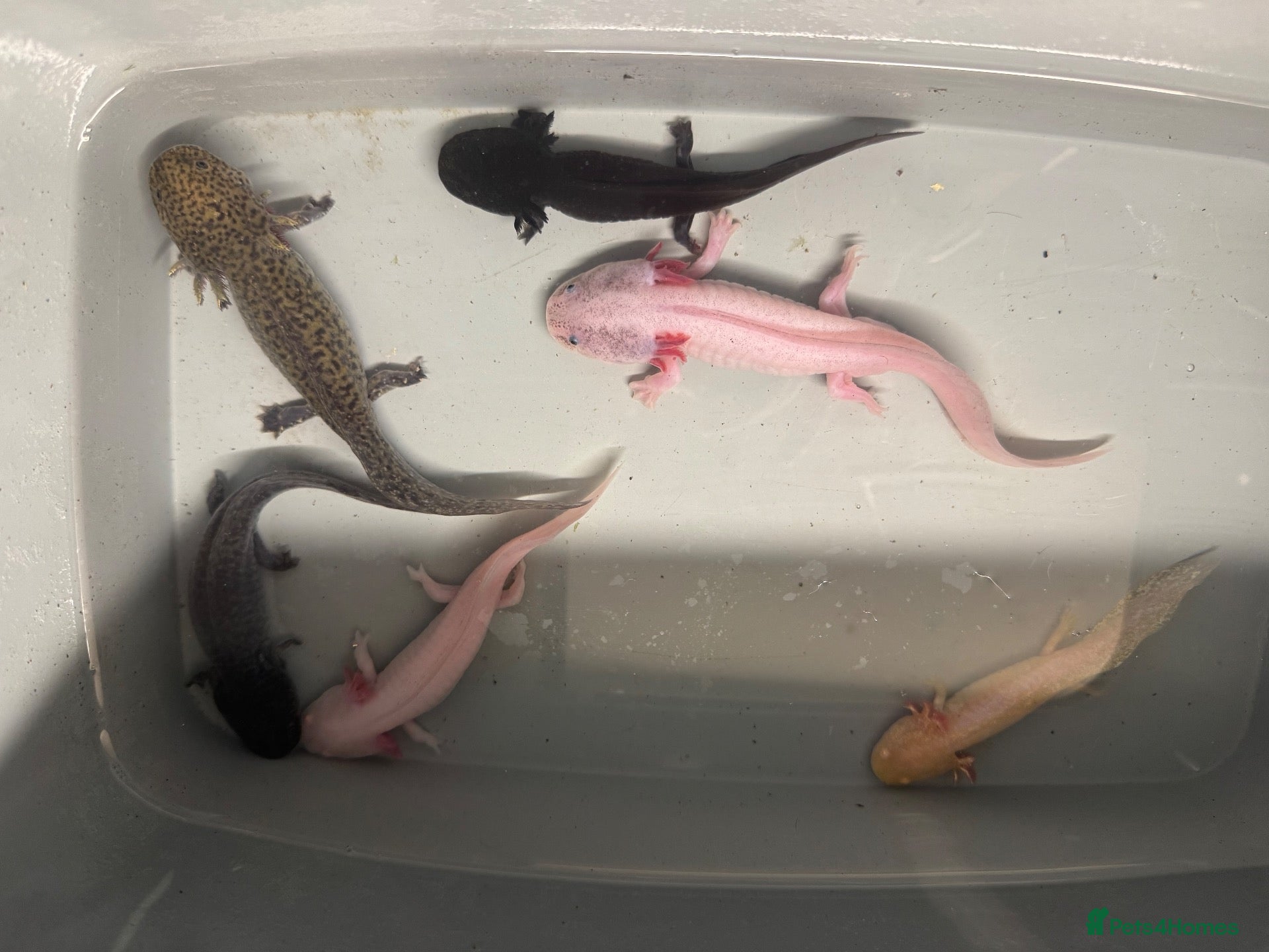 Other/Mixed Breed fish 7 month old Axolotls  - Advert 1