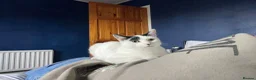 American Shorthair cats for sale: Juno- 1.5 year old male in Consett - Advert 13