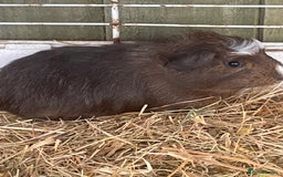 Guinea Pig rodents for sale: Male guinea pigs fluffy  - Image 2