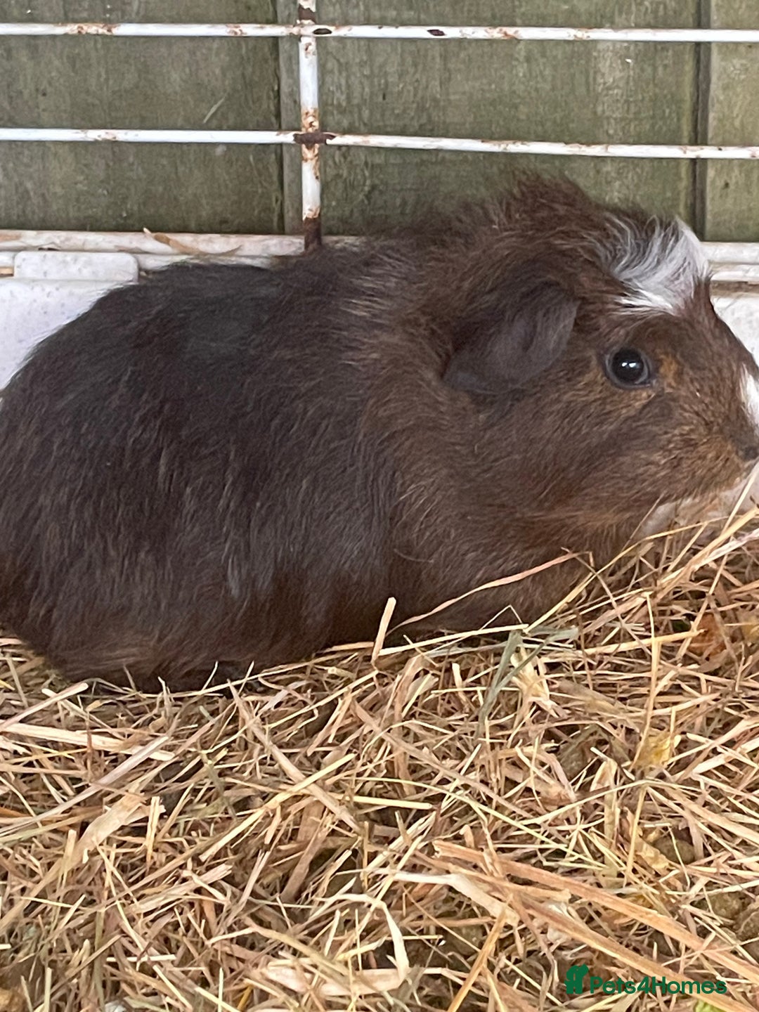 Guinea Pig rodents for sale: Male guinea pigs fluffy  - Image 2