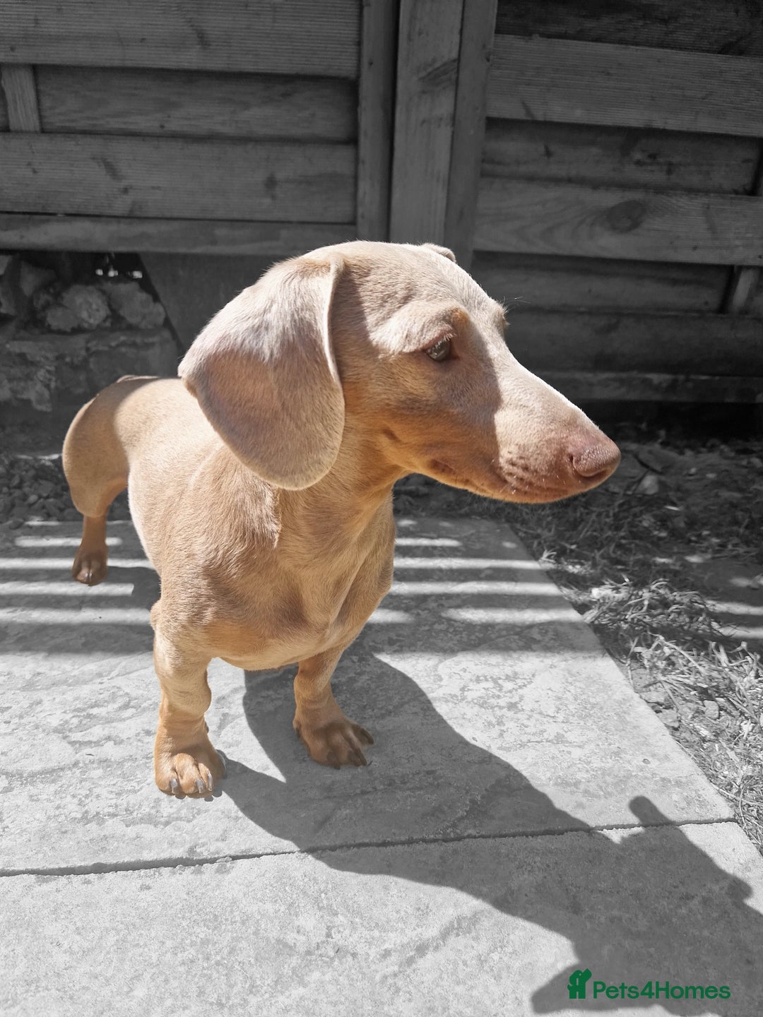 Miniature Dachshund dogs for stud: Miniature dachshund for stud!  in Nottingham - Image 1