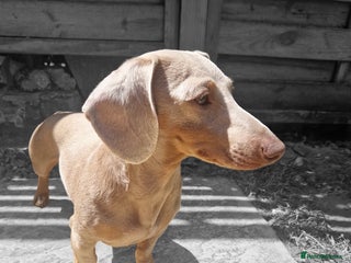 Miniature Dachshund dogs in Nottingham - Advert 6