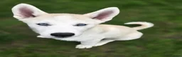 Huskita dogs for sale: Puppies for sale - Advert 5