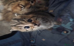 British Shorthair cats for sale: British shorthair x kittens - Image 10