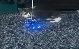 Mixed Breed cats for sale: 2 male 2 female kittens - Image 13
