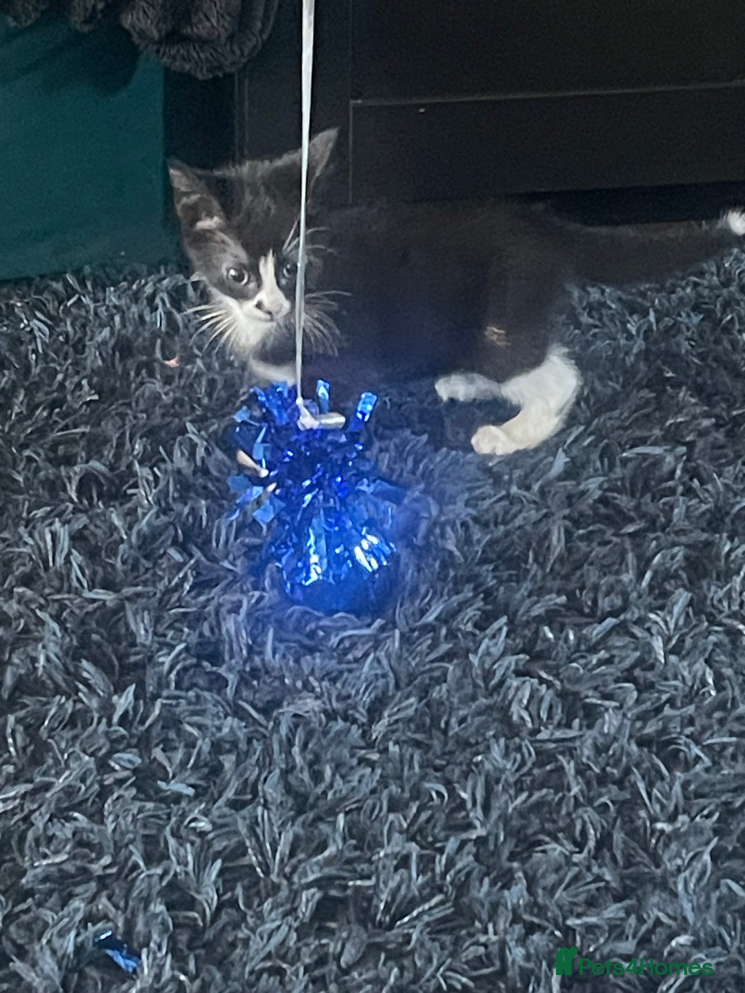 Mixed Breed cats for sale: 2 male 2 female kittens - Image 13
