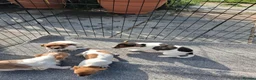 Jack Russell dogs for sale: Four jack russle puppies for sale  - Advert 5