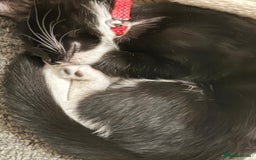 British Shorthair cats for sale: three lovely ladies for sale - Image 6