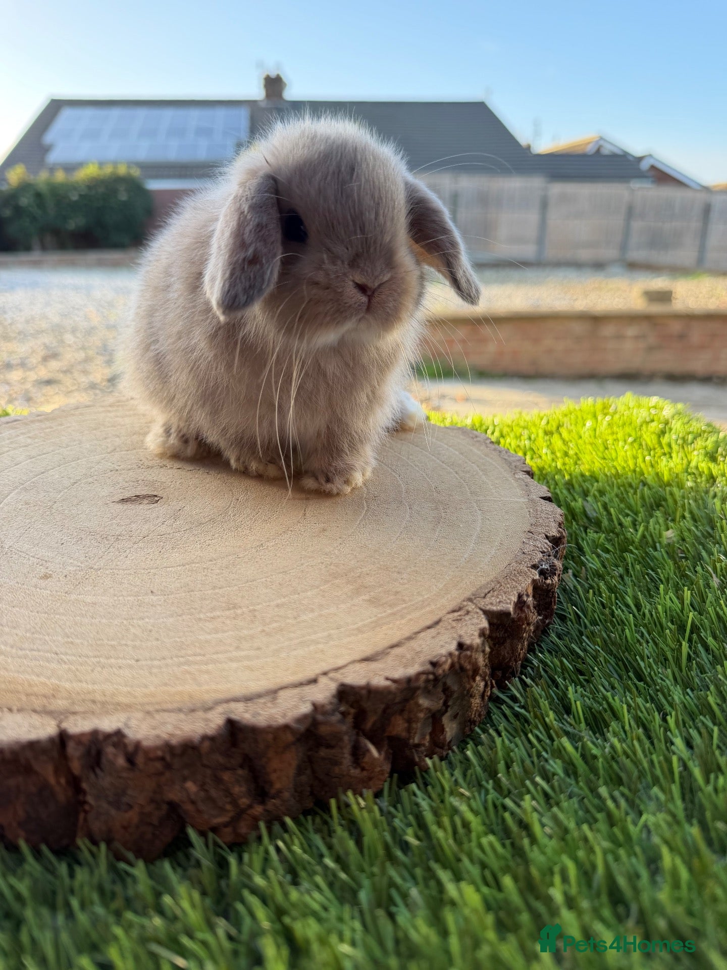 Mini Lop rabbits for sale: Beautiful mini lop ready to reserve 🩷🥰 - Advert 18