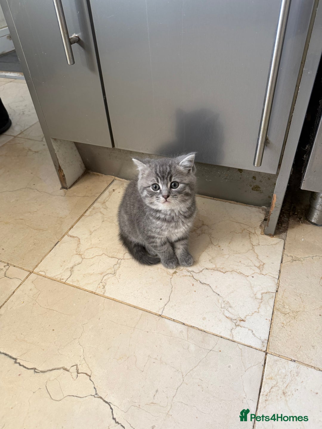 British Shorthair cats for sale:  Bargin BSH British short hair lovely kittens - Advert 6