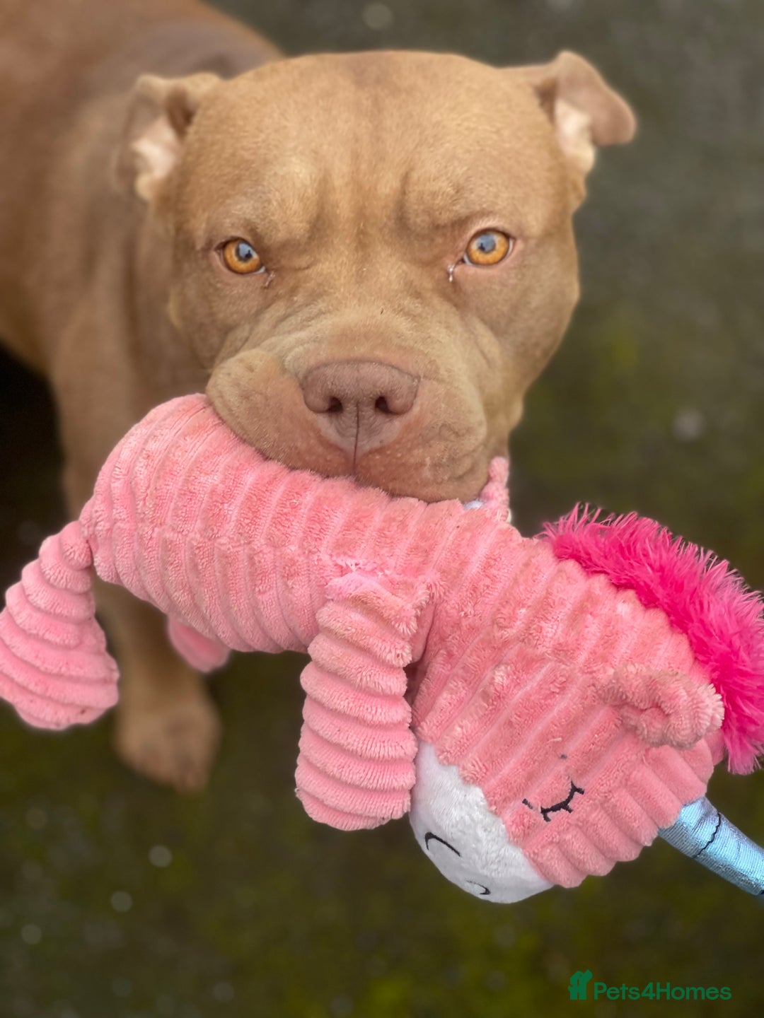 Mixed Breed dogs for sale: American bully/Pit x Rhodesian Ridgeback  - Advert 7