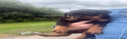Rottweiler dogs for sale: Stunning KC Registered Rottweilers - Advert 5