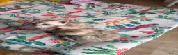 Bengal cats for sale: Tica Registered Bengal Kittens - Snow and Brown in London - Advert 6